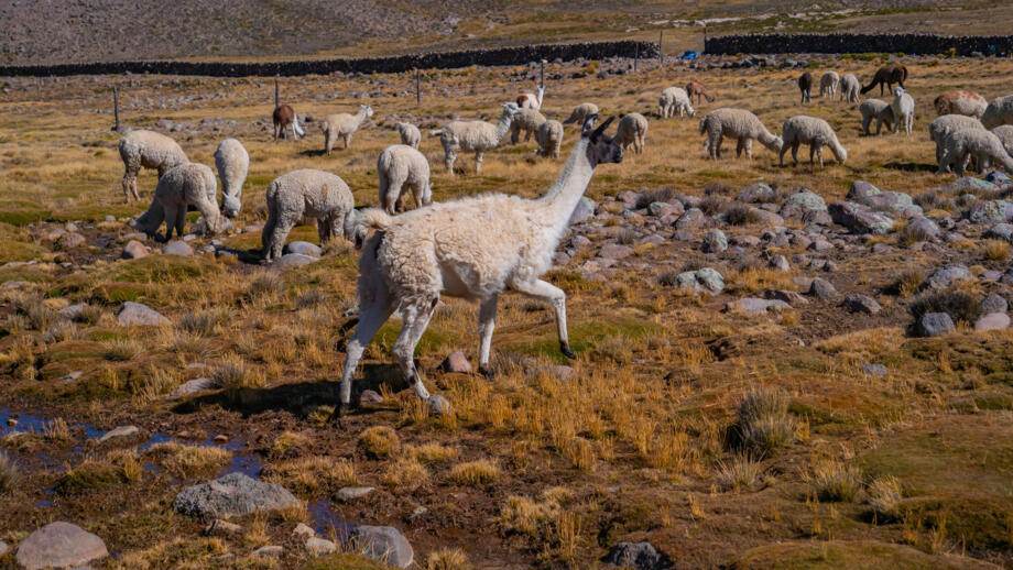 Grasende Lamas in der Cordillera Blanca