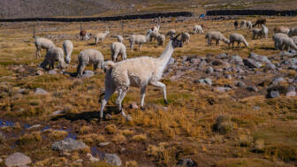 Grasende Lamas in der Cordillera Blanca