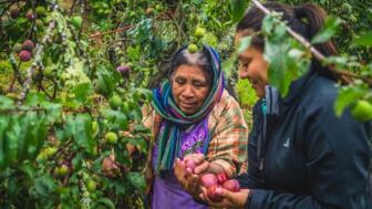 Zwei Frauen mit reifen Früchten bei der Ernte in Mexiko