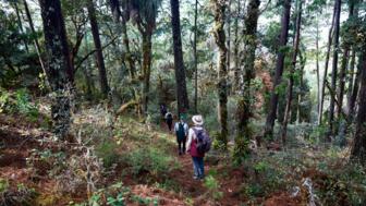 Vier Wandernde in Mexikos Bergurwaldd