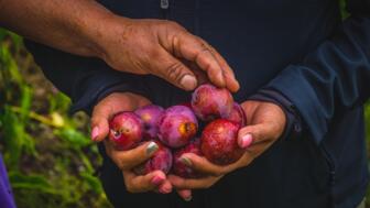 Enrte der reifen Früchte in Mexiko