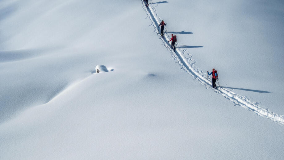 shutterstock-1018546306-skitour-tourengehen-powder-tiefschnee-winter-schnee-gruppe.jpg