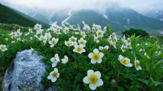 Weße Blumen in den Japanischen Alpen