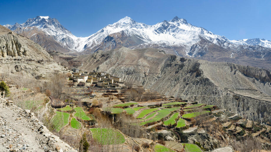 Reisfelder im Muktinath Tal