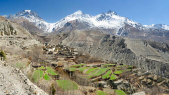 Reisfelder im Muktinath Tal