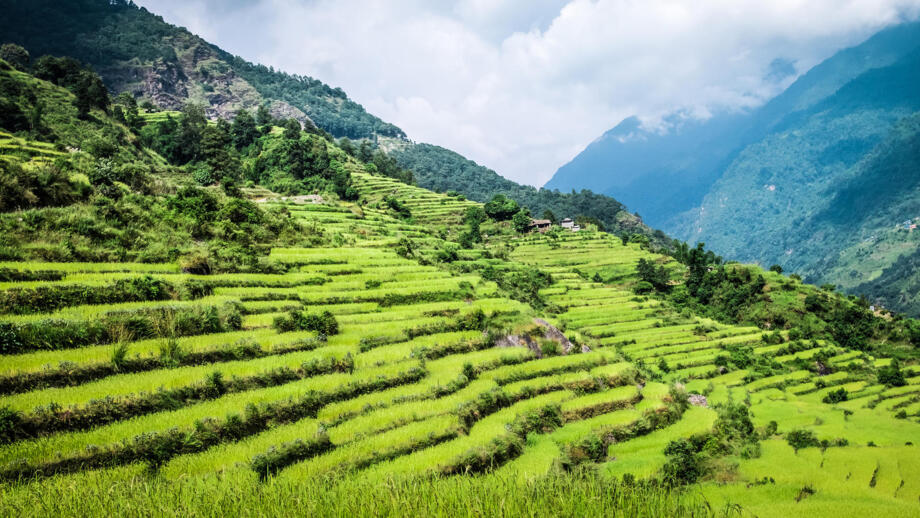 Grüne Reisfelder in Nepal