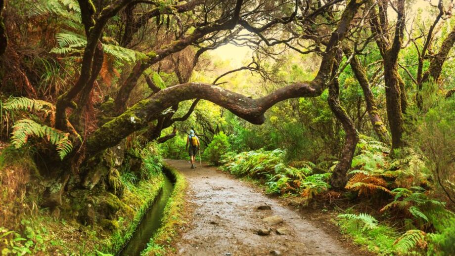 Farne und Lorbeerwälder prägen die Insel Madeira