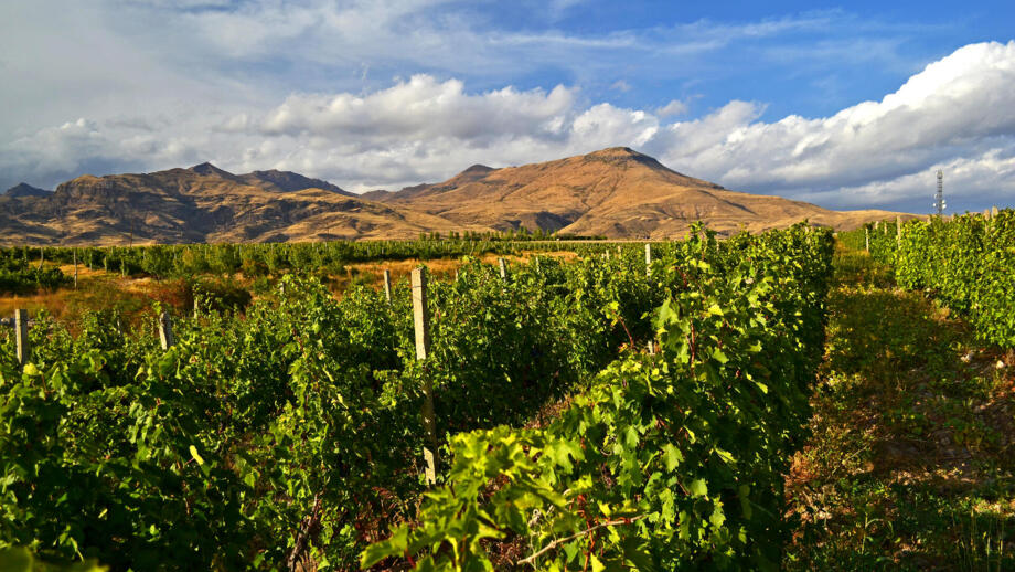 Grüne Weinreben bei Areni in Armenien, Im Hintergrund gelbfarbene Hügel, blauer Himmel und weiße Wolken