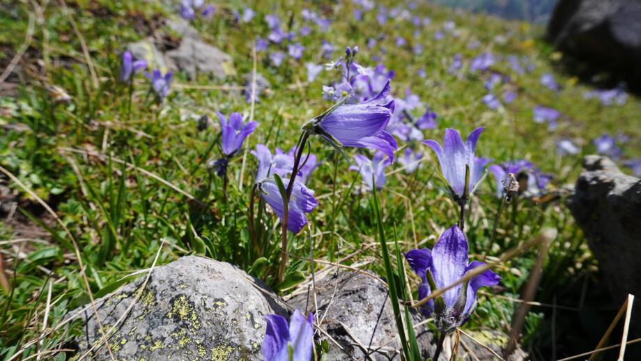 Blaue Wildblumen in einer grünen Bergwiese