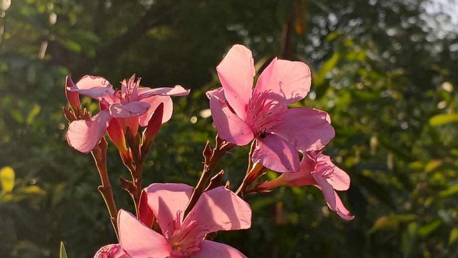 Blume im Kaukasus mit drei zartroten Blüten
