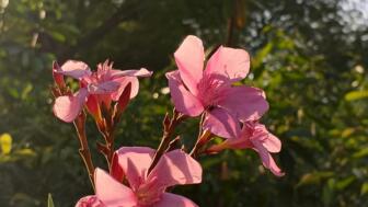 Blume im Kaukasus mit drei zartroten Blüten