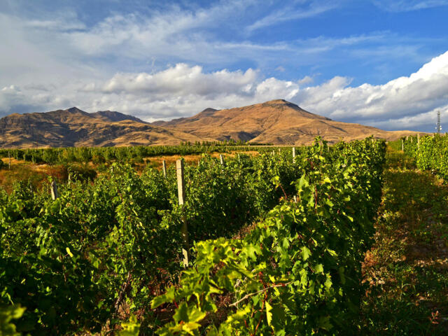 Grüne Weinreben bei Areni in Armenien, Im Hintergrund gelbfarbene Hügel, blauer Himmel und weiße Wolken