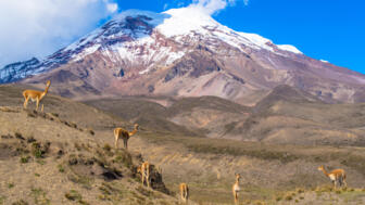 Sechstausender Chimborazo mit eisbedecktem Gipfeln und grasenden Vicunas im Vordergund