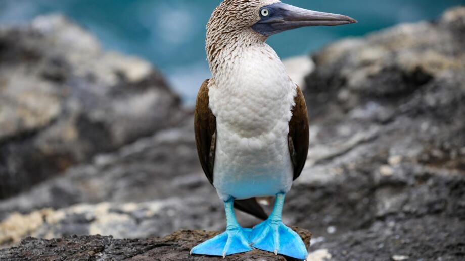 Blaufußtölpel auf Galapagos
