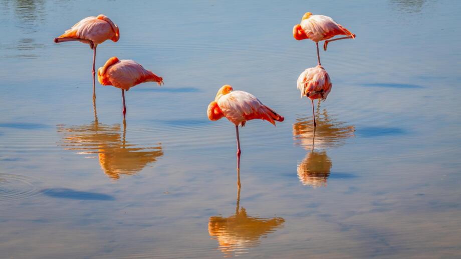 Rote gefärbte Flaminos stehen an der Küste der Galapagos-Inseln im Wasser