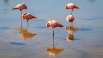 Rote gefärbte Flaminos stehen an der Küste der Galapagos-Inseln im Wasser