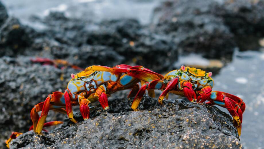 Krebse in kräftigen rot und geld auf dunklem Fels and der gischbrandenden Küste von Galapagos