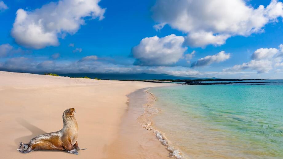Seelöwe am langen Sandstand auf Galapagos