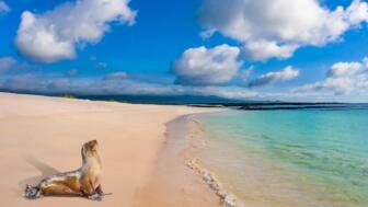 Seelöwe am langen Sandstand auf Galapagos
