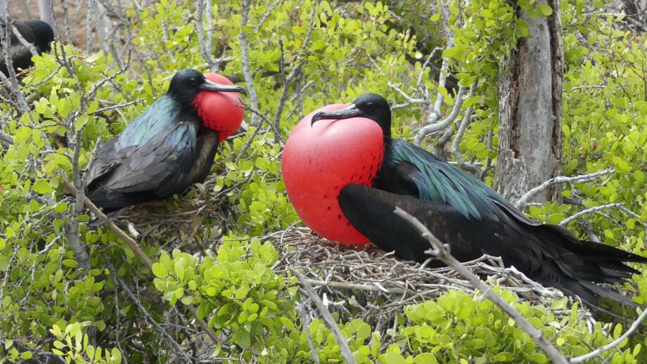 Das Männchen der zwei scharzen Vögel im grünen Wald von Galapagos zeigt mit seinem aufgeblähten roten Kropf typisches Verhalten während der Balzzeit