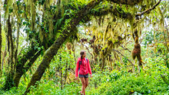 Wandererin mit roter Jacike im grünen Urwald auf dem Galapagos-Archipel
