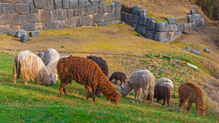 Grasende Lamas auf grüner Wiese vor alten Inkamauern bei Ingapirca in Ecuador