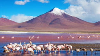Flamingos in der Laguna Colorada in Südbolivien vor einem von Gletschereis gekrönten Vulkan