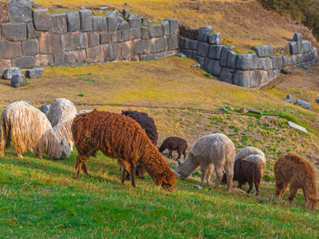 Grasende Lamas auf grüner Wiese vor alten Inkamauern bei Ingapirca in Ecuador