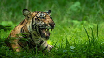 Ein Bengalischer Tiger ruht im dichten Grün des Ranthambore-Nationalparks.