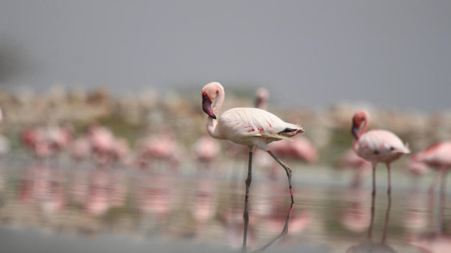 Flamingos waten durch die flachen Gewässer des Sambhar-Sees und spiegeln sich auf der ruhigen Wasseroberfläche.