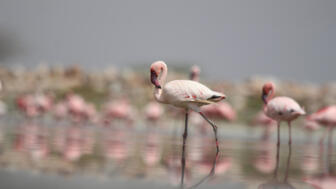 Flamingos waten durch die flachen Gewässer des Sambhar-Sees und spiegeln sich auf der ruhigen Wasseroberfläche.