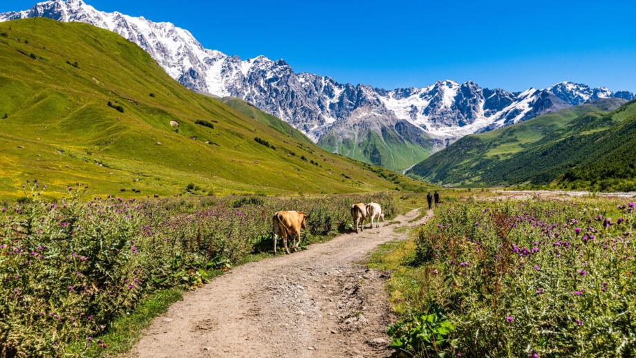 Piste mit Kühen und Wanderern nahe Uschguli in Georgien in grüner Wiesenlandschaft mit vergletscherten Kaukasus-Bergen und blauem Himmel im Hintergrund