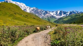 Piste mit Kühen und Wanderern nahe Uschguli in Georgien in grüner Wiesenlandschaft mit vergletscherten Kaukasus-Bergen und blauem Himmel im Hintergrund