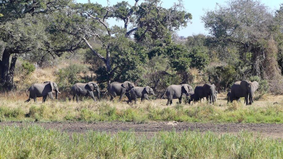 Elefantenherde im Krüger Nationalpark in Südafrika