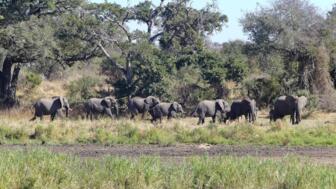 Elefantenherde im Krüger Nationalpark in Südafrika