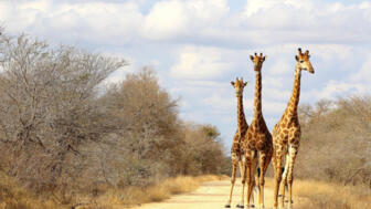 Giraffen im Krüger Nationalpark in Südafrika