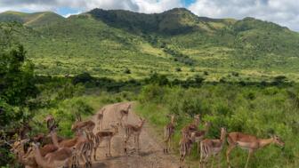 Impala Herde im Hluhluwe-Imfolozi Park Südafrika