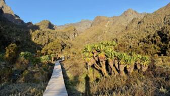 uganda-ruwenzori-ugruw-2025-img_2779.jpg