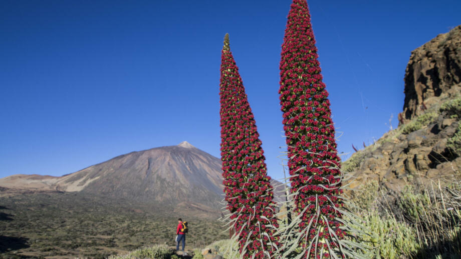 Spanien_Teneriffa_ESTOPTE_Alto de la Fortaleza_ parque nacional teide_volcanes__NDR6916_GCE.jpg