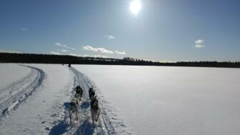Finnland_Lappland_Huskytour_FIHUN_Huskies in der Landschaft.jpg