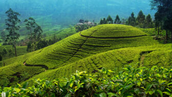 shutterstock_426154384Nuwara Eliya_RAMSRI_Teeplantage.jpg