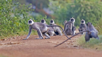 shutterstock_414447826RAMSRI_Wilpattu_monkey.jpg