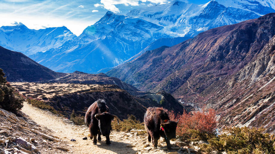 shutterstock_1311953954_Yak_RAMANA.jpg
