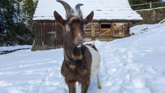 Eine Ziege im Schnee und im Hintergrund eine Hütte