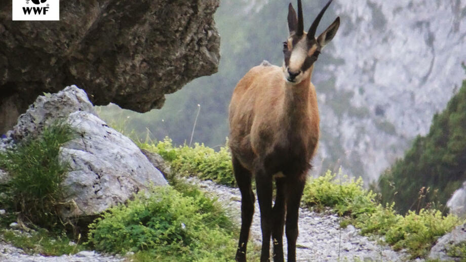 Alpine_Lebensäume_c-Reinhard-Senfter.jpg