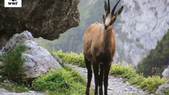 Alpine_Lebensäume_c-Reinhard-Senfter.jpg