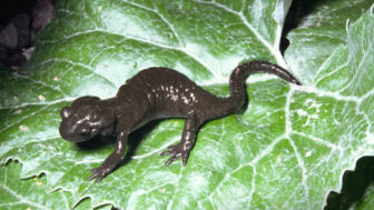 Alpensalamander-c-Anton-Vorauer-WWF.jpg