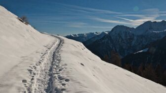 Alpenrose03.jpg