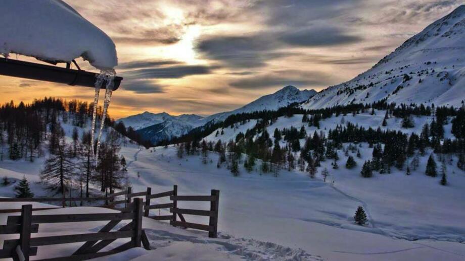 Alpenrose01.jpg