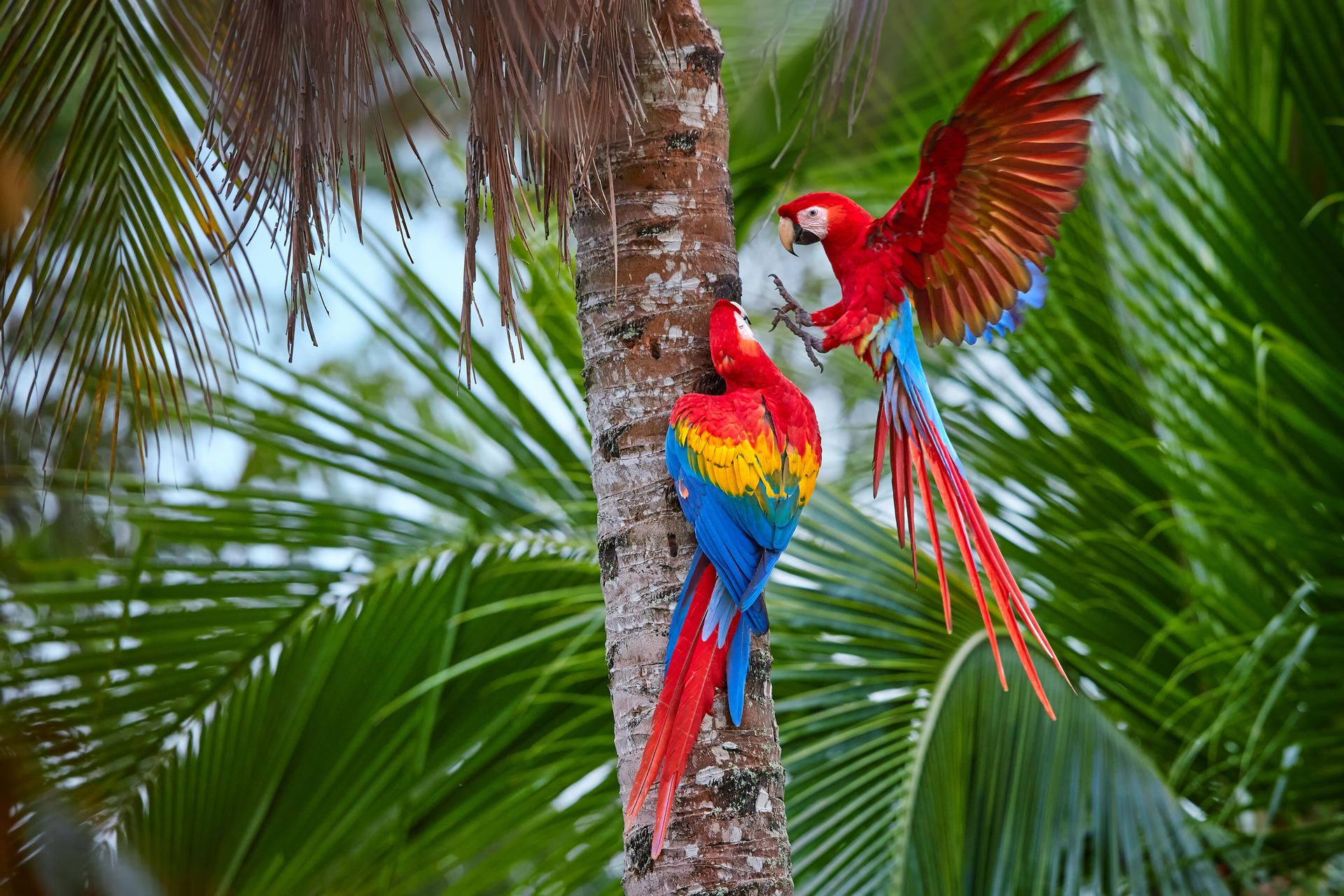 Bunte Papageien im Regenwald